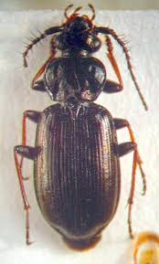 Attēlu rezultāti vaicājumam “Loricera pilicornis”