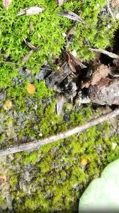 Attēlu rezultāti vaicājumam “Lamprospora tortulae-ruralis”