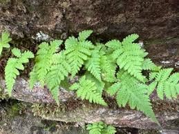 Attēlu rezultāti vaicājumam “Phegopteris connectilis”