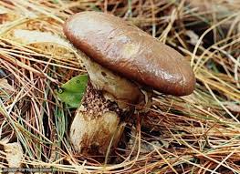 Attēlu rezultāti vaicājumam “Suillus luteus”