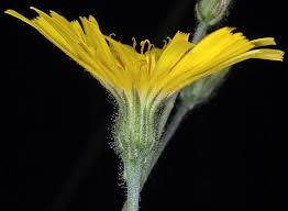 Attēlu rezultāti vaicājumam “Hieracium murorum leaf”