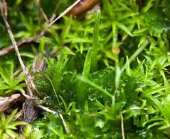 Attēlu rezultāti vaicājumam “Anthocerotopsida”