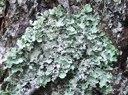 Attēlu rezultāti vaicājumam “Cetrelia olivetorum”