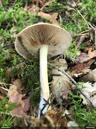 Attēlu rezultāti vaicājumam “Diderma montanum macro”