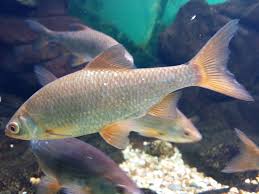 Attēlu rezultāti vaicājumam “Rutilus rutilus”