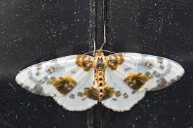 Attēlu rezultāti vaicājumam “Abraxas sylvata larva”