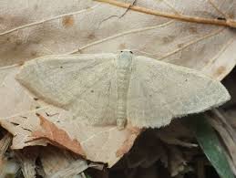 Attēlu rezultāti vaicājumam “Idaea straminata”