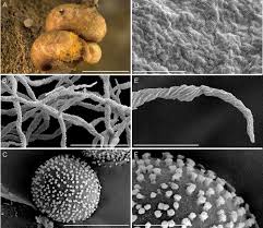 Attēlu rezultāti vaicājumam “Badhamia affinis spores”