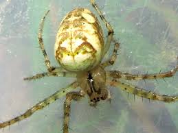 Attēlu rezultāti vaicājumam “Metellina segmentata”