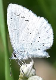 Attēlu rezultāti vaicājumam “Celastrina argiolus female”