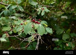 Attēlu rezultāti vaicājumam “Lonicera xylosteum fruit”