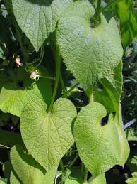 Attēlu rezultāti vaicājumam “Thladiantha dubia leaf”