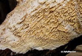 Attēlu rezultāti vaicājumam “Antrodia albida”