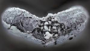 Attēlu rezultāti vaicājumam “Physarum bitectum macro”