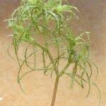 Attēlu rezultāti vaicājumam “Najas minor”