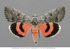 Attēlu rezultāti vaicājumam “Catocala pacta”