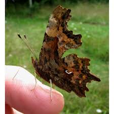 Attēlu rezultāti vaicājumam “Polygonia c-album larva”