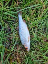 Image result for Rutilus heckelii