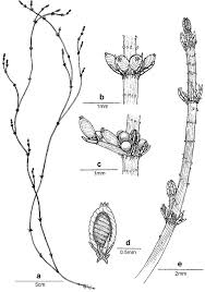Attēlu rezultāti vaicājumam “Chara filiformis”