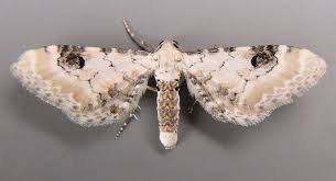 Attēlu rezultāti vaicājumam “Eupithecia centaureata”