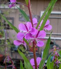 Attēlu rezultāti vaicājumam “Epilobium angustifolium bud”
