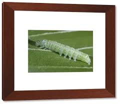 Attēlu rezultāti vaicājumam “Orthosia cerasi”