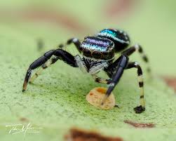Attēlu rezultāti vaicājumam “Salticidae”