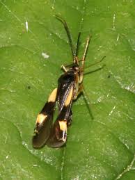 Attēlu rezultāti vaicājumam “Dryophilocoris flavoquadrimaculatus imago”