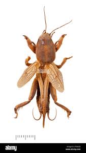 Attēlu rezultāti vaicājumam “Gryllotalpa gryllotalpa”