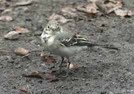 Attēlu rezultāti vaicājumam “Motacilla alba juvenile”