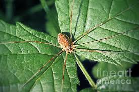 Attēlu rezultāti vaicājumam “Phalangium opilio”