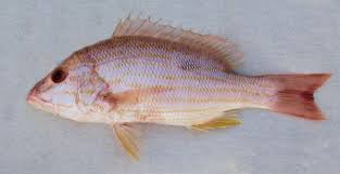 Image result for Lutjanus synagris