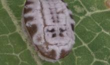 Attēlu rezultāti vaicājumam “Aleurochiton aceris”