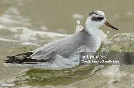 Attēlu rezultāti vaicājumam “Phalaropus fulicarius adult”