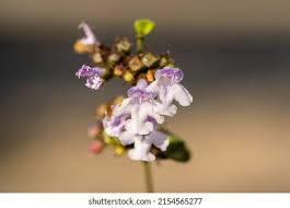 Attēlu rezultāti vaicājumam “Acinos arvensis flower”