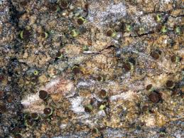 Attēlu rezultāti vaicājumam “Chaenotheca phaeocephala”