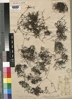 Attēlu rezultāti vaicājumam “Najadaceae”