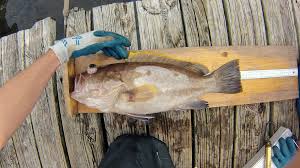 Image result for Hyporthodus niveatus