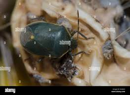 Attēlu rezultāti vaicājumam “Chlorochroa juniperina imago”