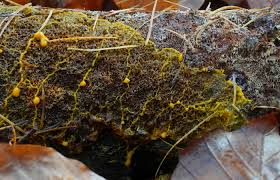 Attēlu rezultāti vaicājumam “Badhamia sp.”