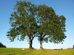 Attēlu rezultāti vaicājumam “Hymenoscyphus fraxineus”