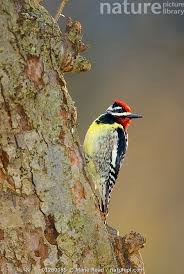 Image result for Sphyrapicus varius