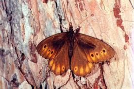 Attēlu rezultāti vaicājumam “Oeneis jutta”