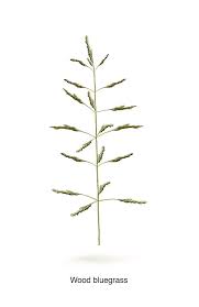 Attēlu rezultāti vaicājumam “Poa nemoralis”