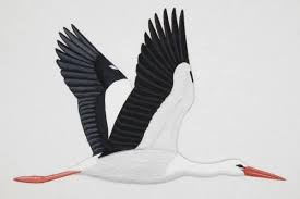 Attēlu rezultāti vaicājumam “Ciconia ciconia adult”