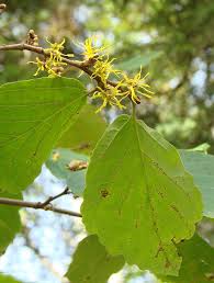 Attēlu rezultāti vaicājumam “Hamamelis”