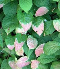 Attēlu rezultāti vaicājumam “Actinidia kolomikta”