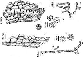 Attēlu rezultāti vaicājumam “Oligonema sp.”