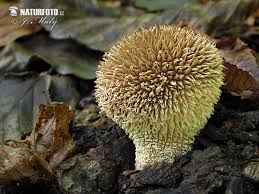 Attēlu rezultāti vaicājumam “Lycoperdon echinatum”