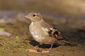 Attēlu rezultāti vaicājumam “Fringilla coelebs female”